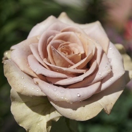 Амнезия (Amnesia) в Туле