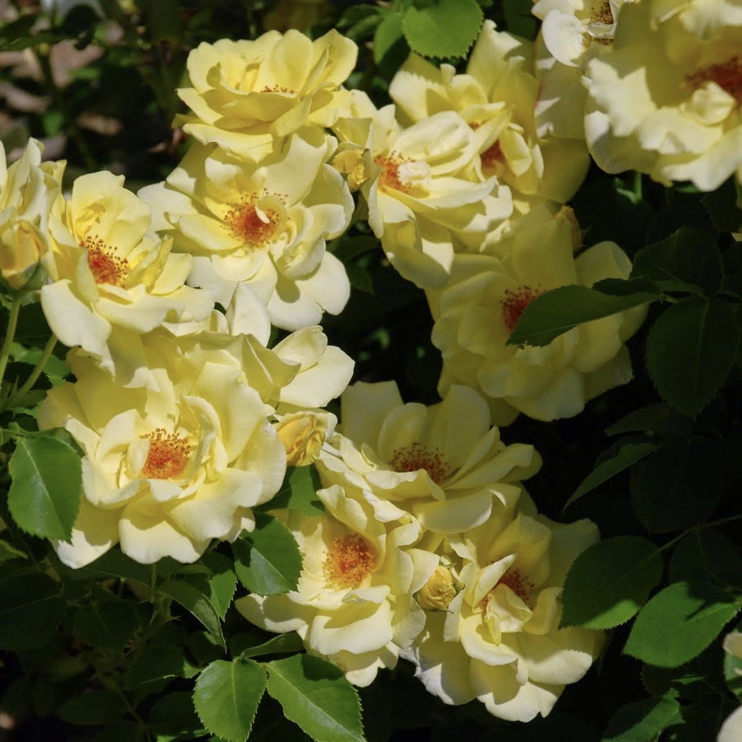 Санни роуз (Sunny Rose) в Туле