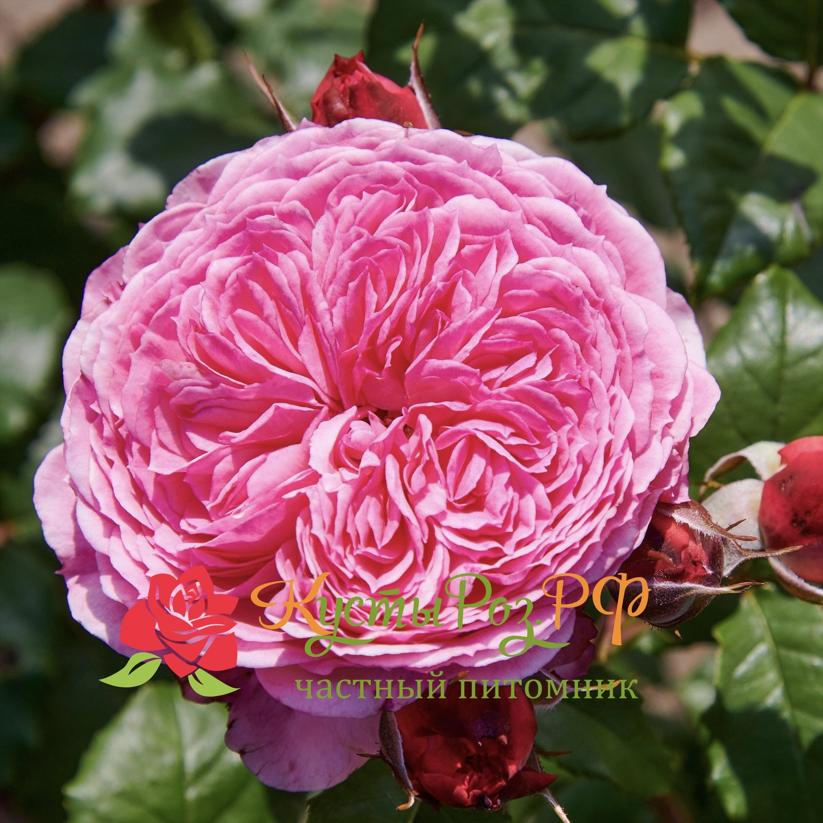 Тео Клеверс (Theo Clevers) в Туле