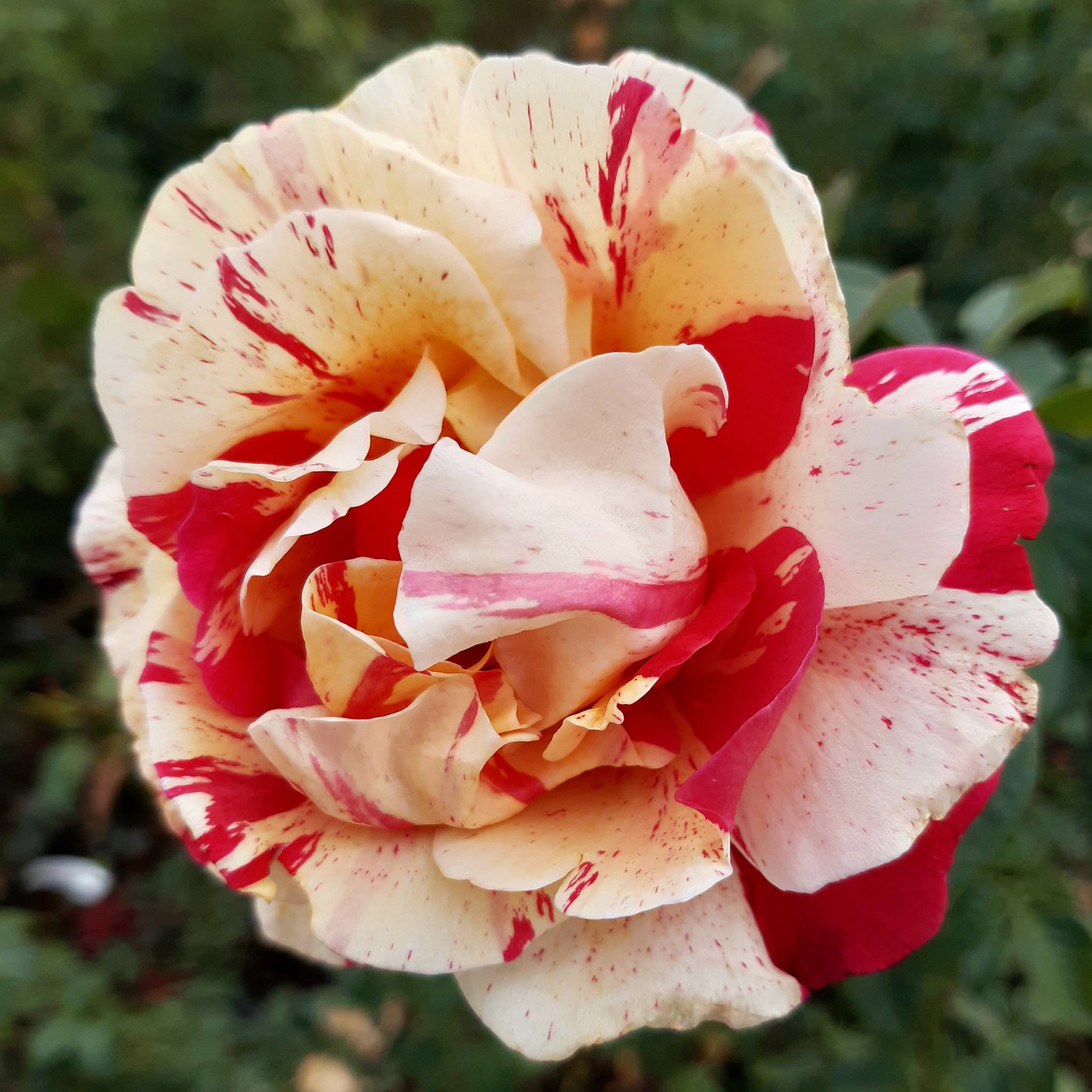 Ванилла Фрейз (Vanille Fraise) в Туле