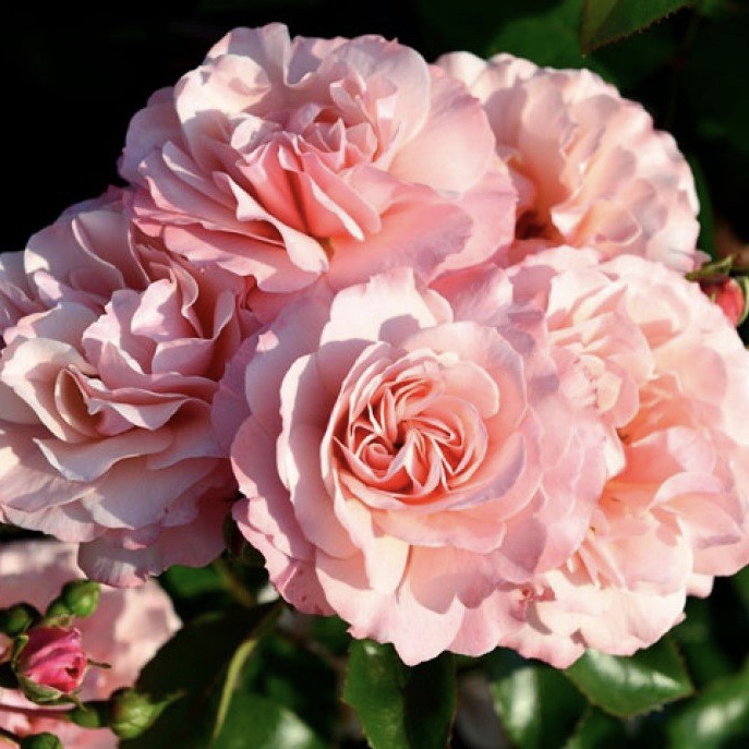 Боттичелли  в Туле