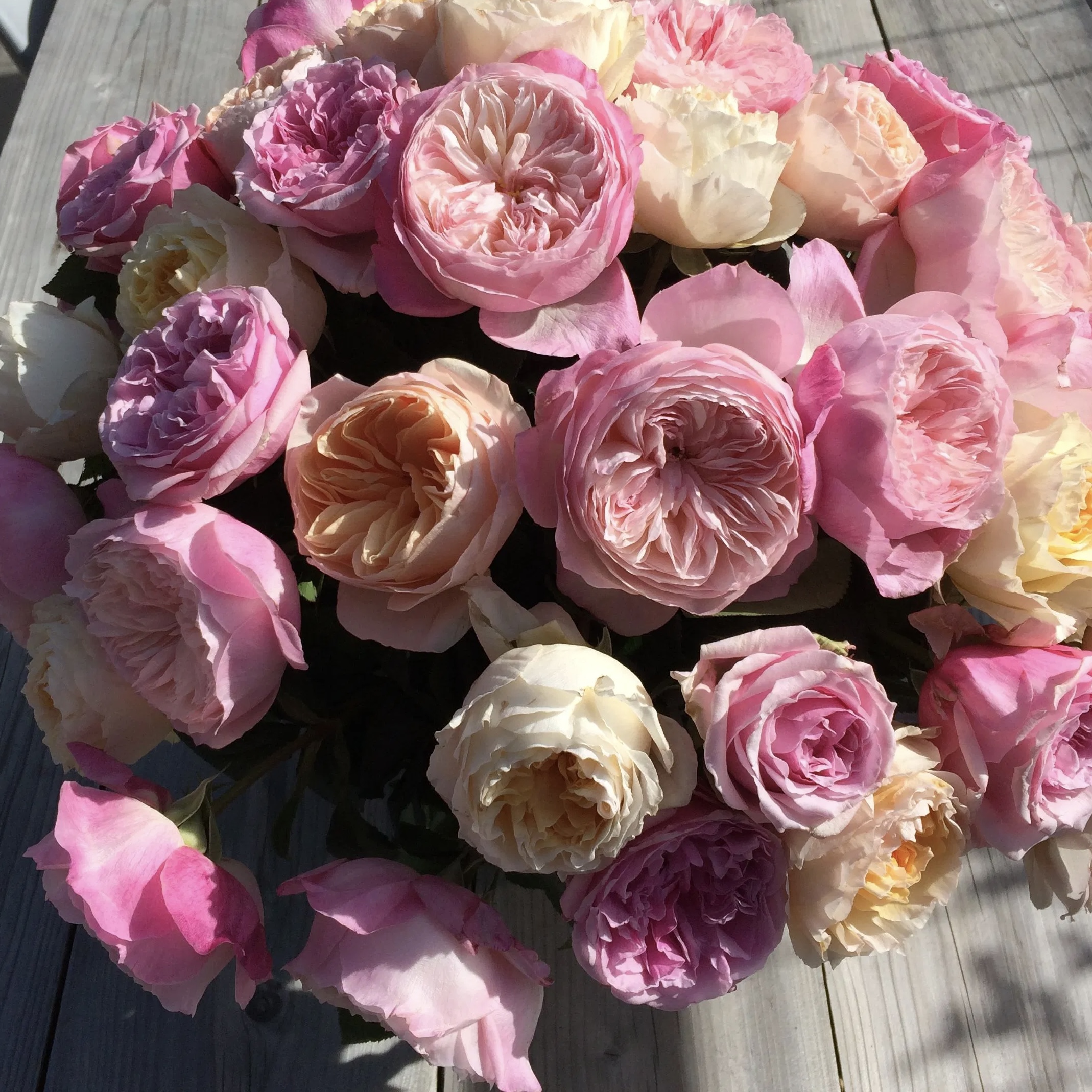 Констанс в Туле