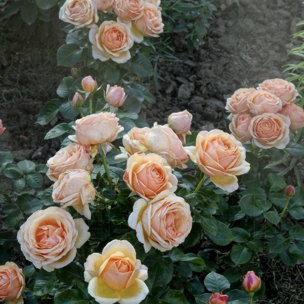 Йорс Континент Френдшип  (Yours in Continued Friendship) в Туле