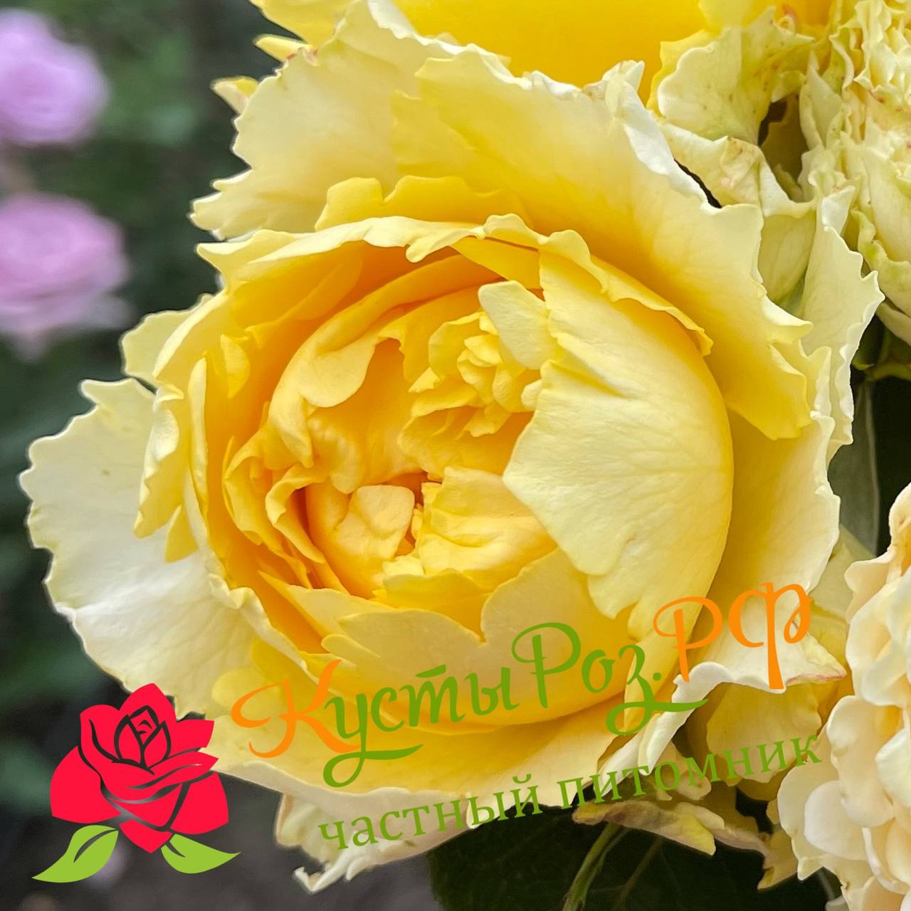 Каралуна Голд (Caraluna Gold) в Туле