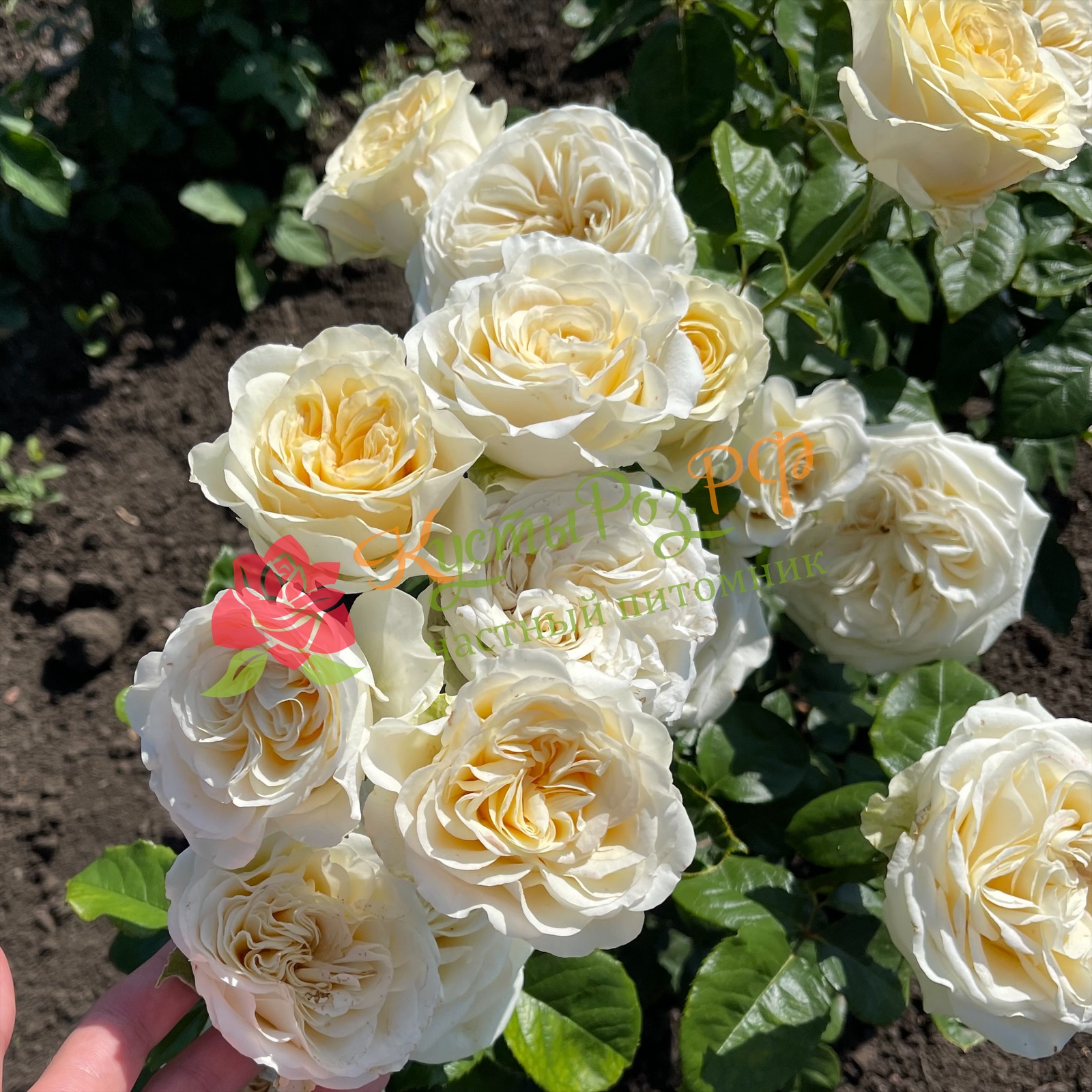 Баттеркап (Buttercup) в Туле