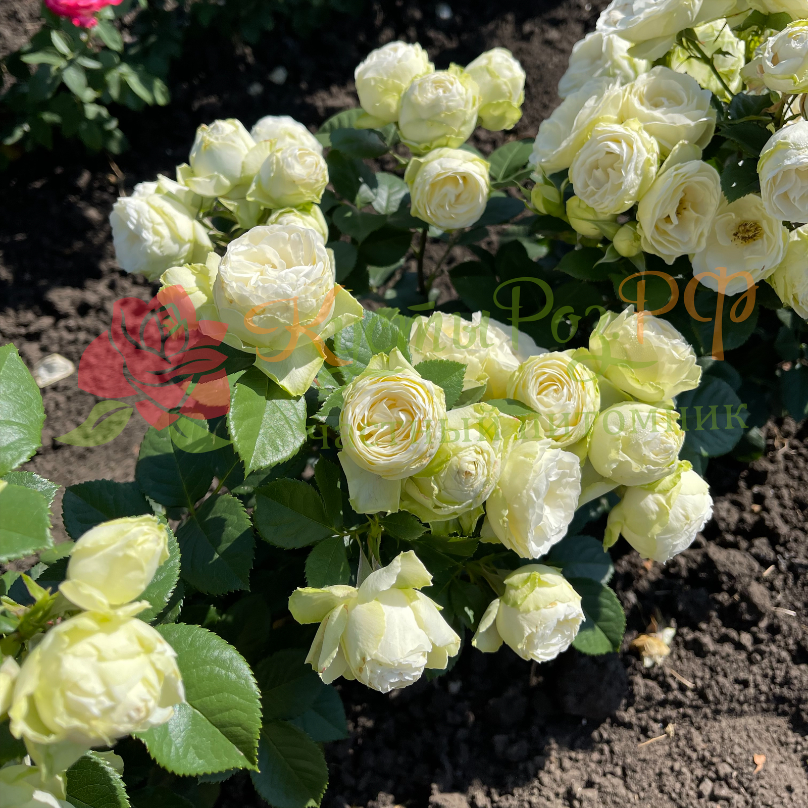 Ванила Лейс (Vanilla Lace) в Туле