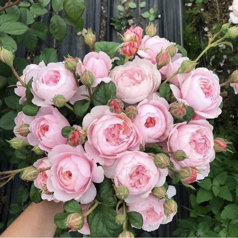 Квин оф Свиден в Туле