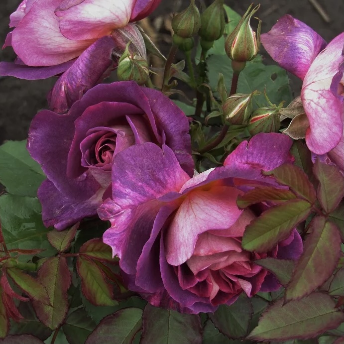 Дьяблес де Мэр (Diablesse De Mers) в Туле