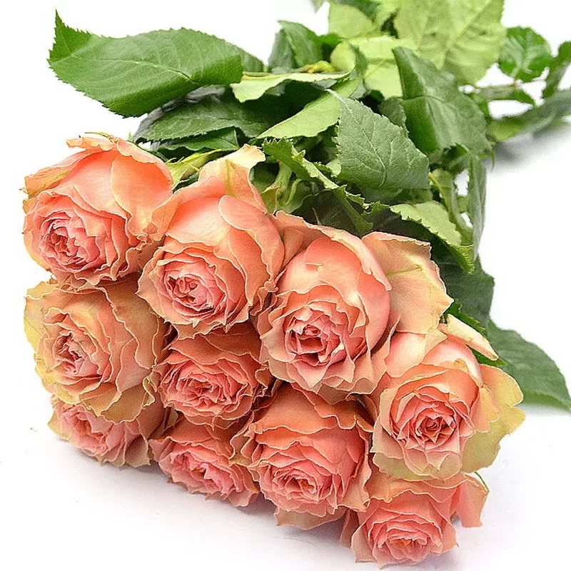 Лоис Лейн в Туле