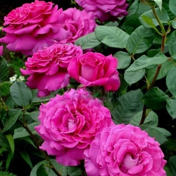 Шартрез де Парм (Chartreuse de Parme) в Туле