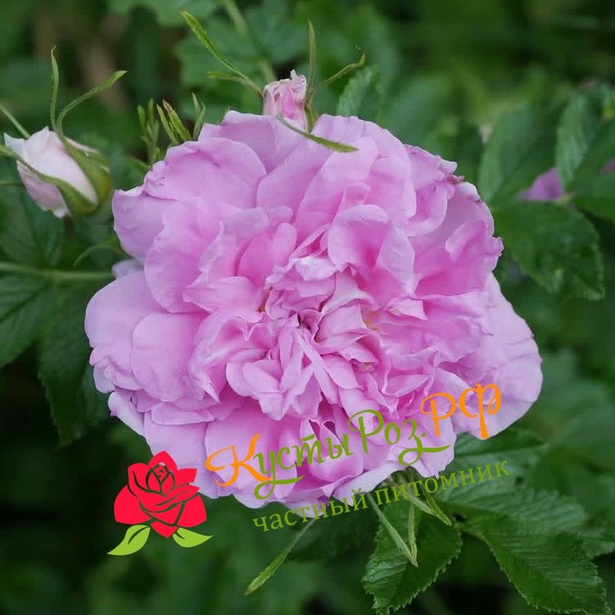 Миссис Дорин Пайк (MRS DOREEN PIKE) в Туле