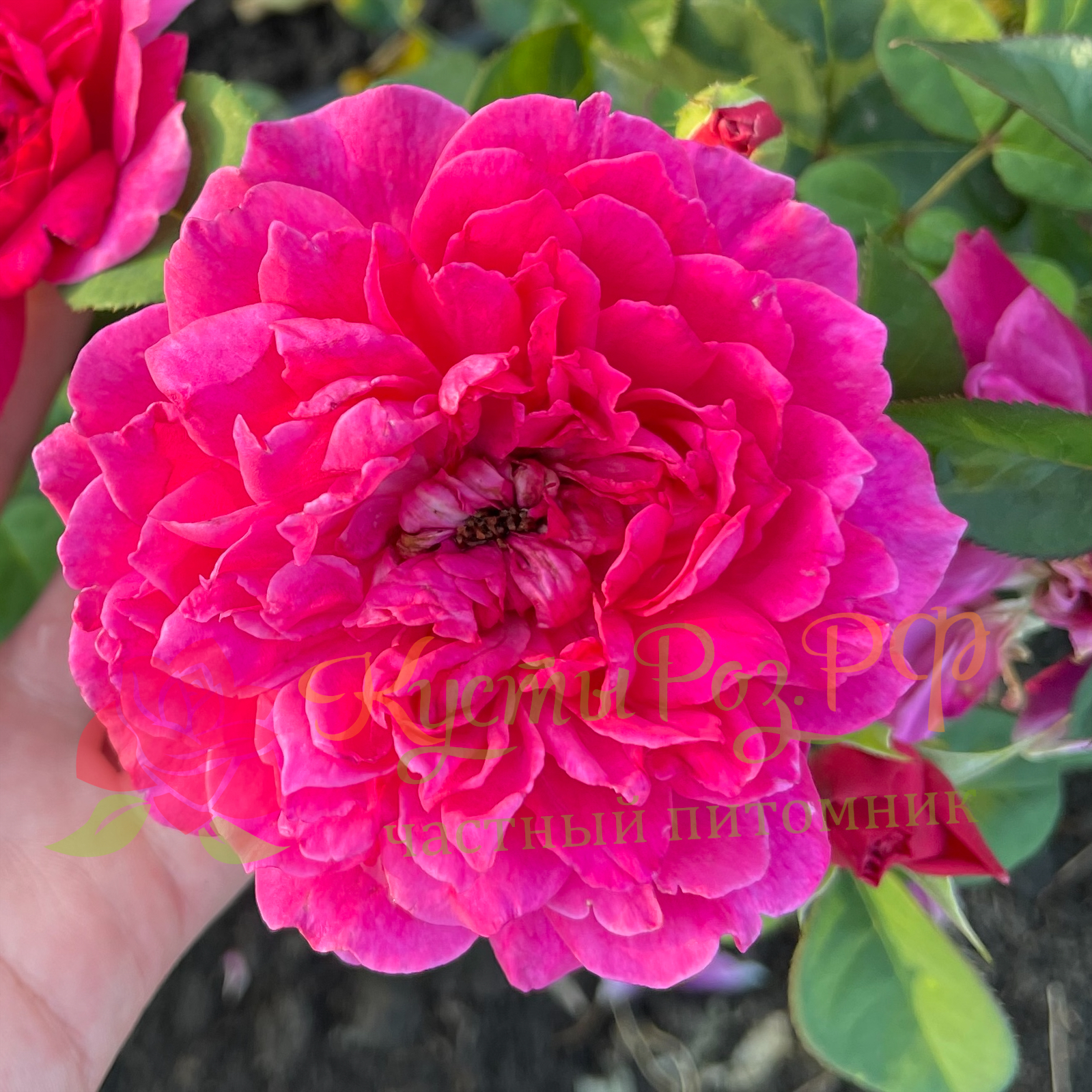 Софи Роуз (Sophy’s Rose) в Туле
