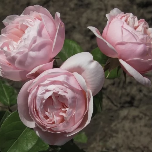 Виши в Туле