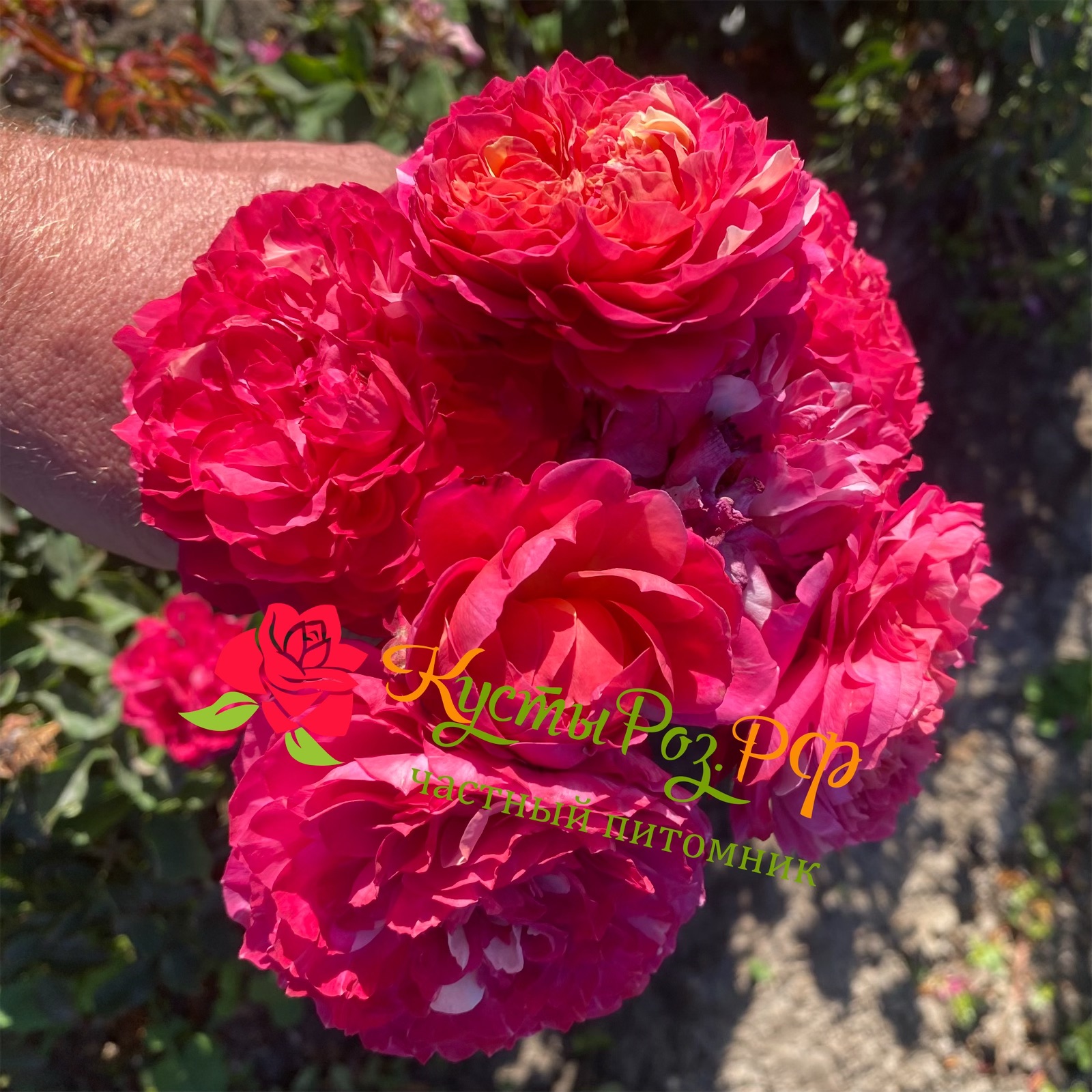 Джульетта Цериз (Julietta Cerise) в Туле