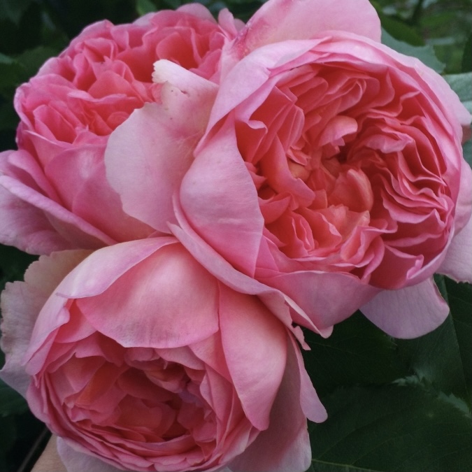 Боскобель в Туле