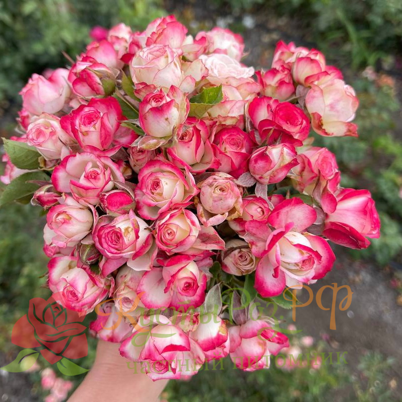 Ай Опинер (Eye Opener) в Туле