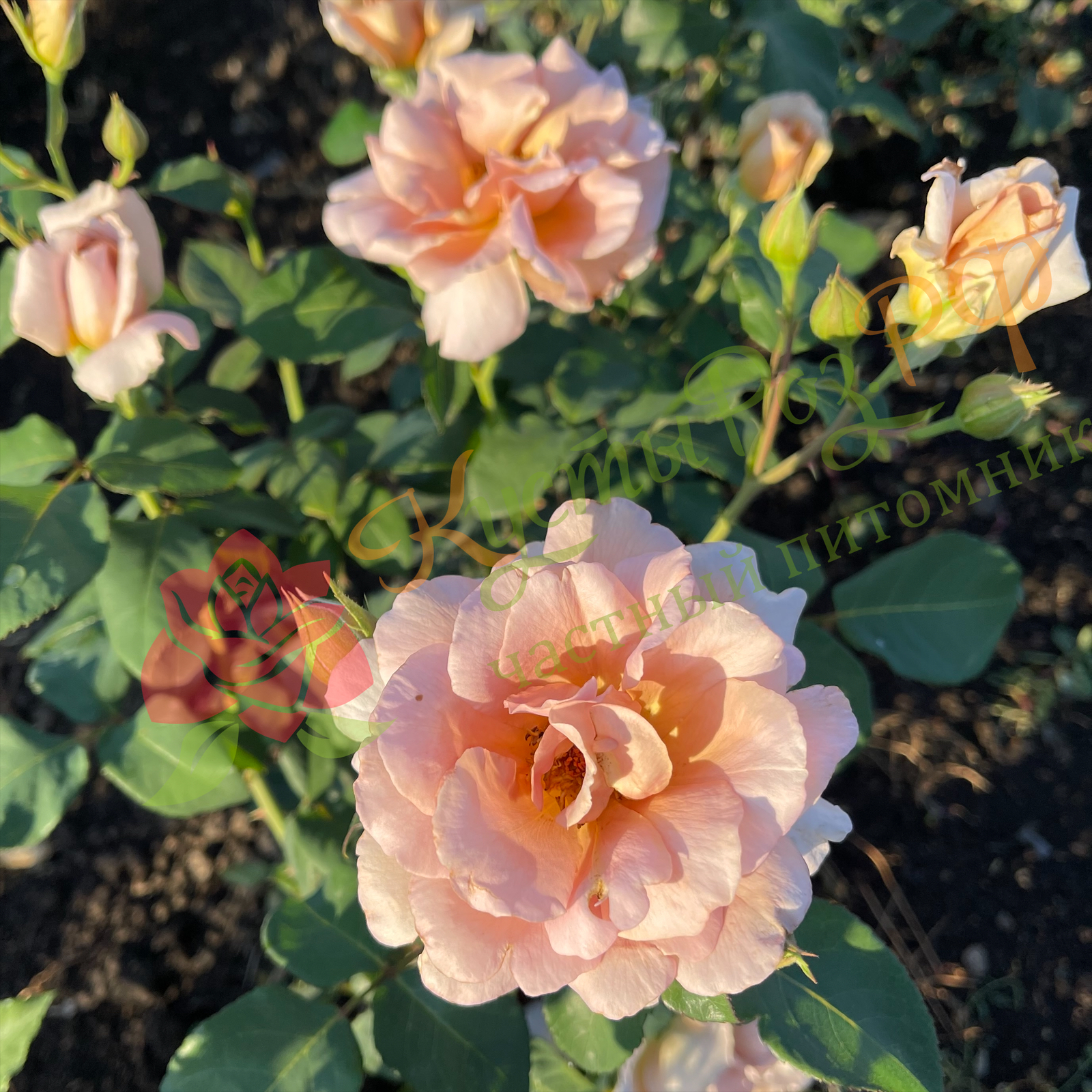 Джулия Роуз (Julia's Rose) в Туле