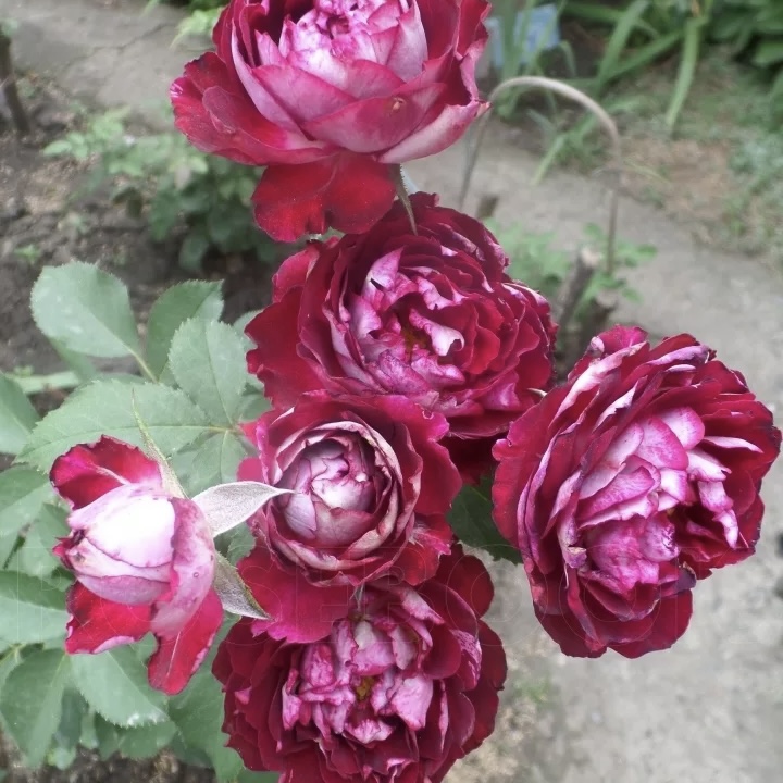 Бель де Сегоза (Belle de Segosa) в Туле