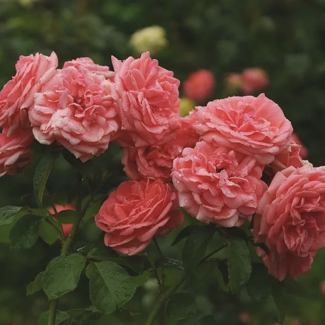 Кимоно в Туле