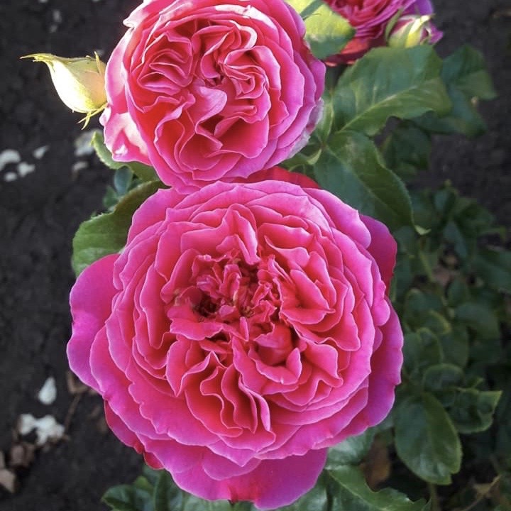 Кейт (Kate) в Туле