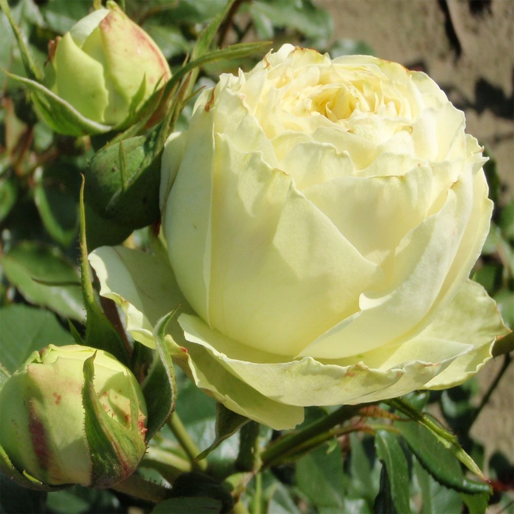 Лемон Рококо в Туле