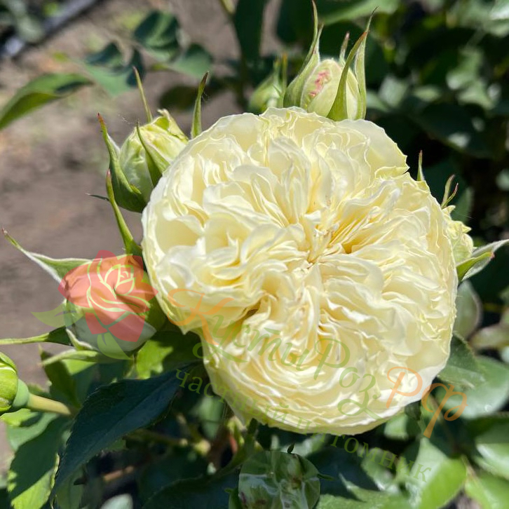 Викториан Вайт (Victorian White) в Туле