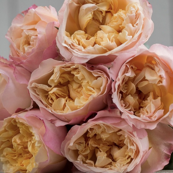 Эдит в Туле