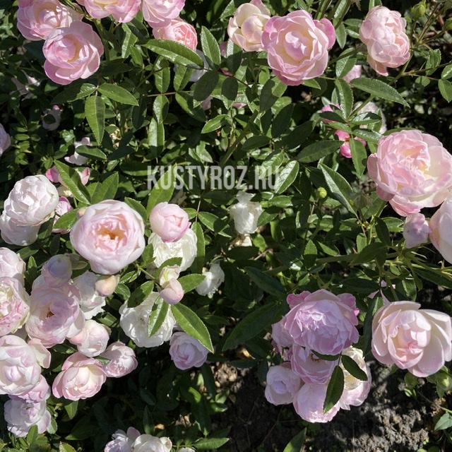 Пинк Морсдаг (Morsdag Pink) в Туле