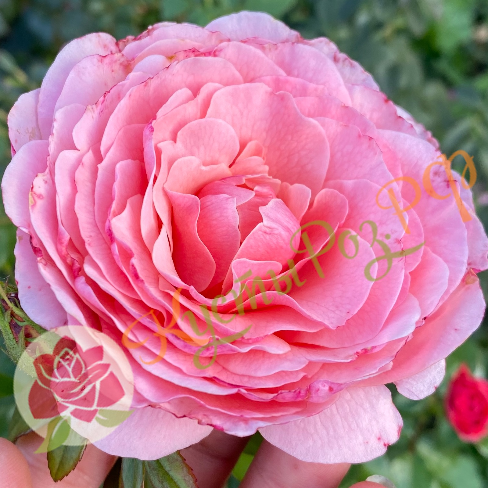 Тиклед Пинк (Tickled Pink) в Туле