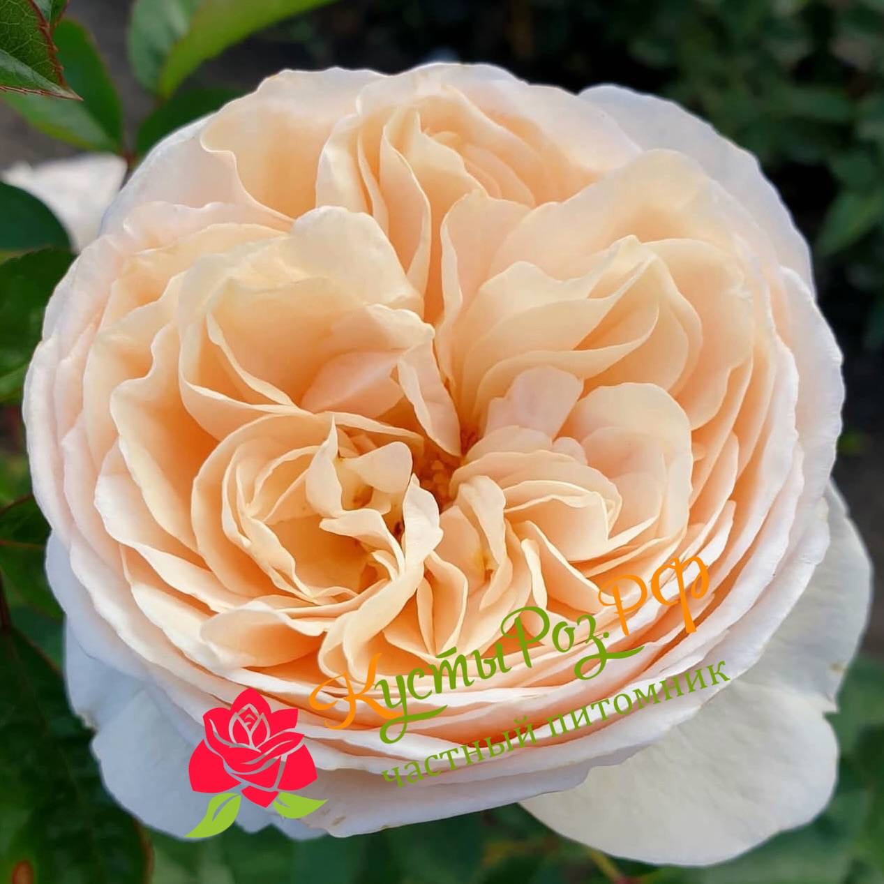 Эзра (Ezra) в Туле