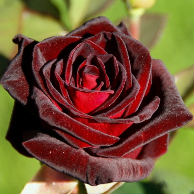 Блэк баккара (Black Baccara) в Туле