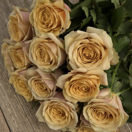 Голден Мустард (Golden Mustard) в Туле