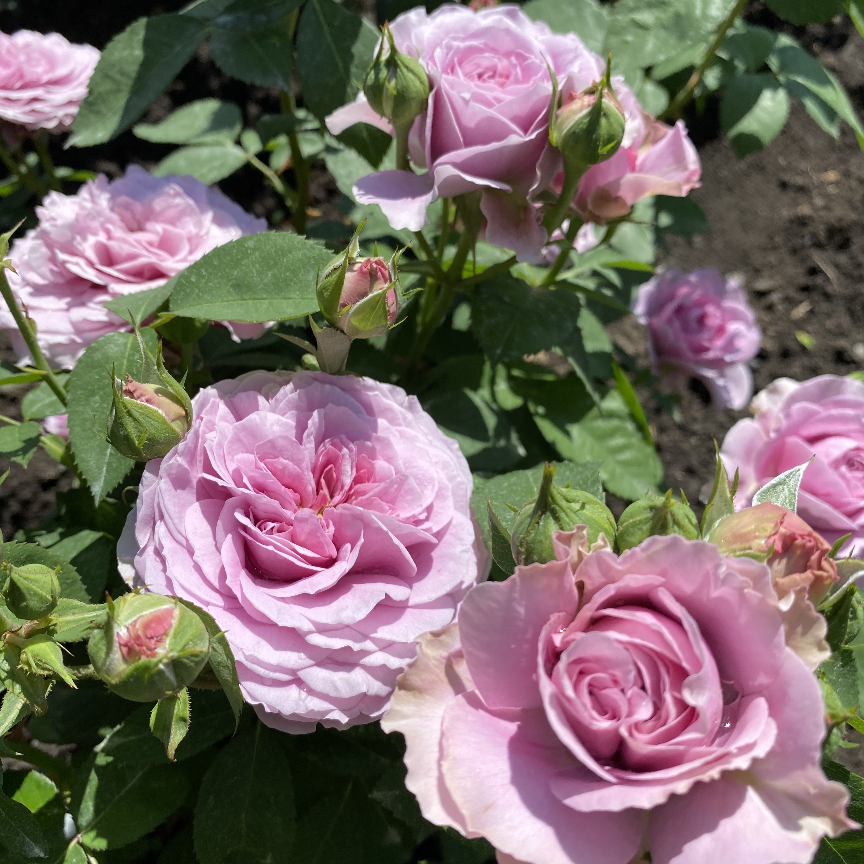Лавандер айс (Lavender Ice) в Туле