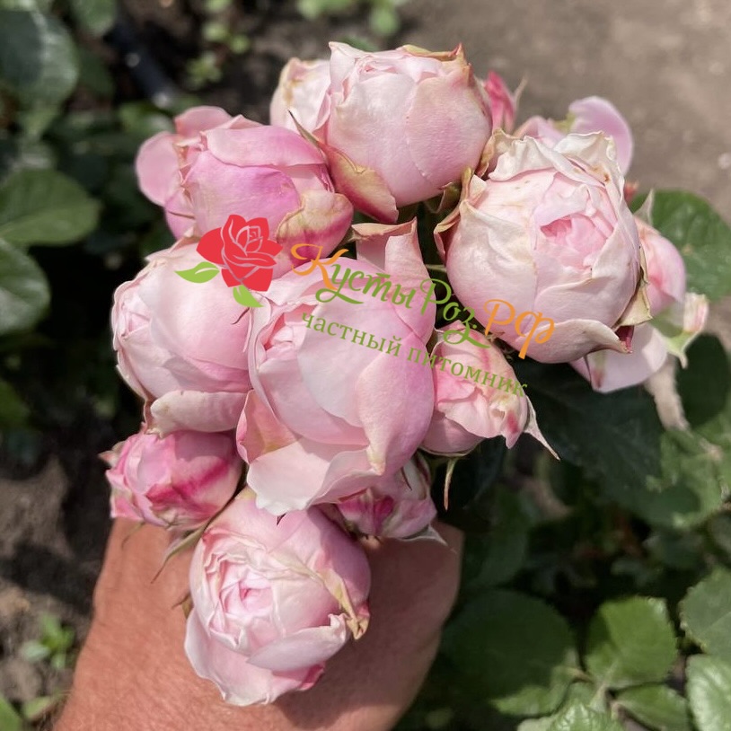 Сильва Пинк (SILVA PINK) в Туле