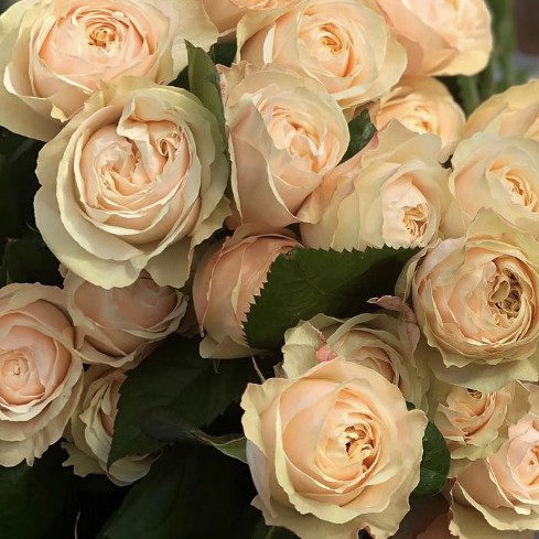 Виктория Пич в Туле